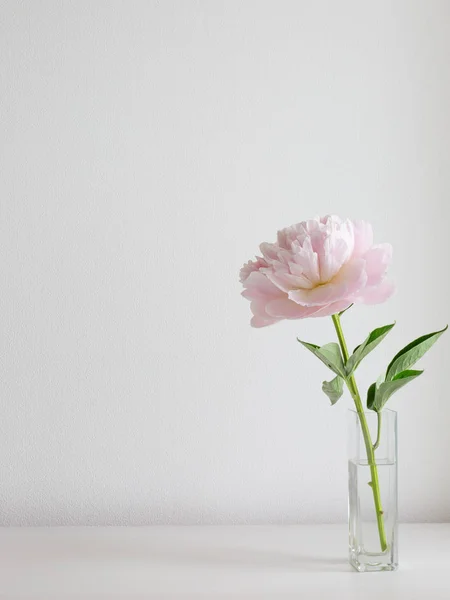 Pink peony flower in the vase on the white background