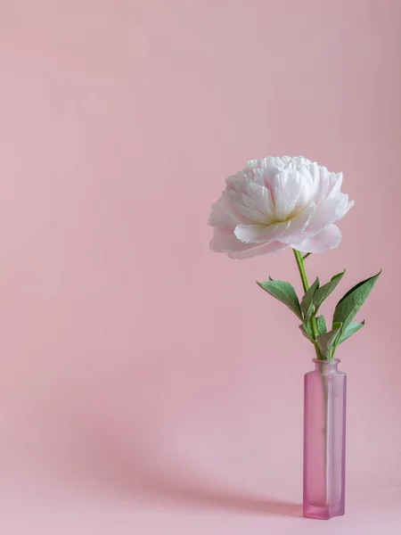 Pink peony flower in the vase on the pink background