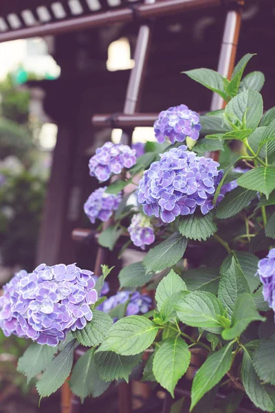 De nombreuses hortensias et feuilles violettes — Photo