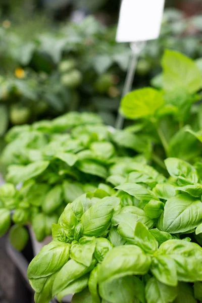 Muchas hojas de albahaca fresca — Foto de Stock