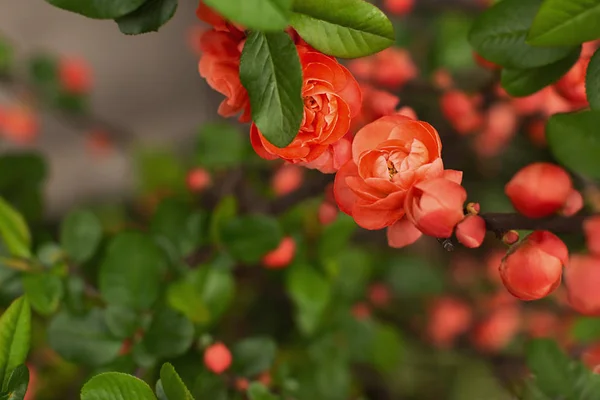 Małe czerwone kwiaty śliwki i liście. — Zdjęcie stockowe