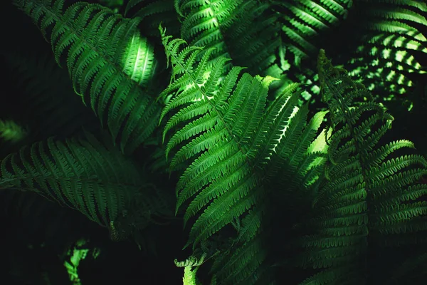 Prachtige varenbladeren, perfecte natuur stemmige achtergrond. — Stockfoto