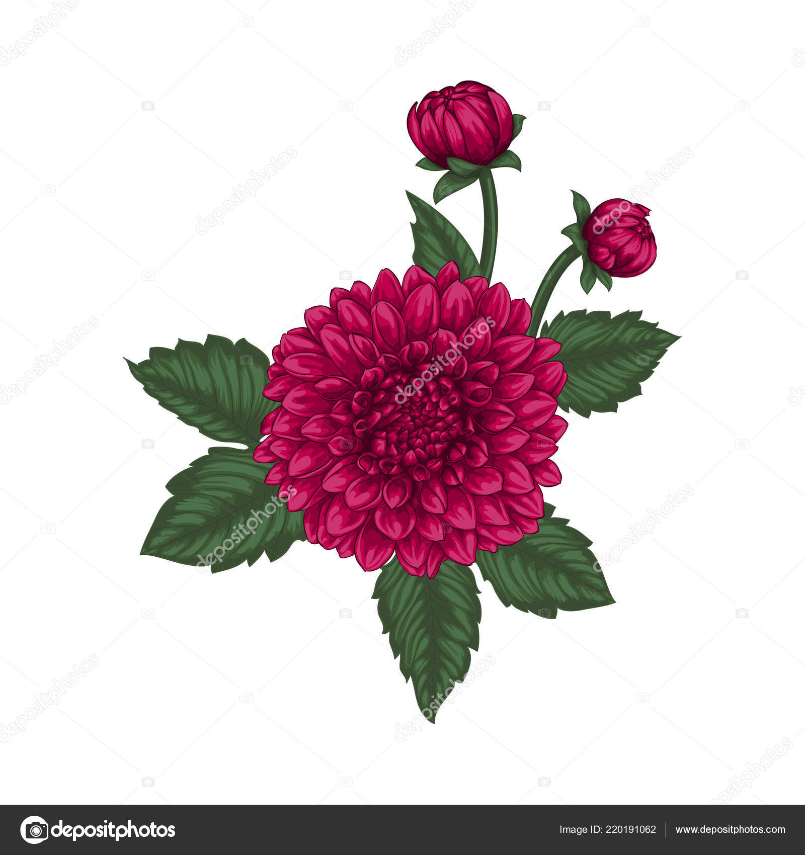 Beautiful Bouquet Dahlia Effect Watercolor Drawing Isolated Background Design Greeting Vector Image By C Jane Hulinska Vector Stock 220191062
