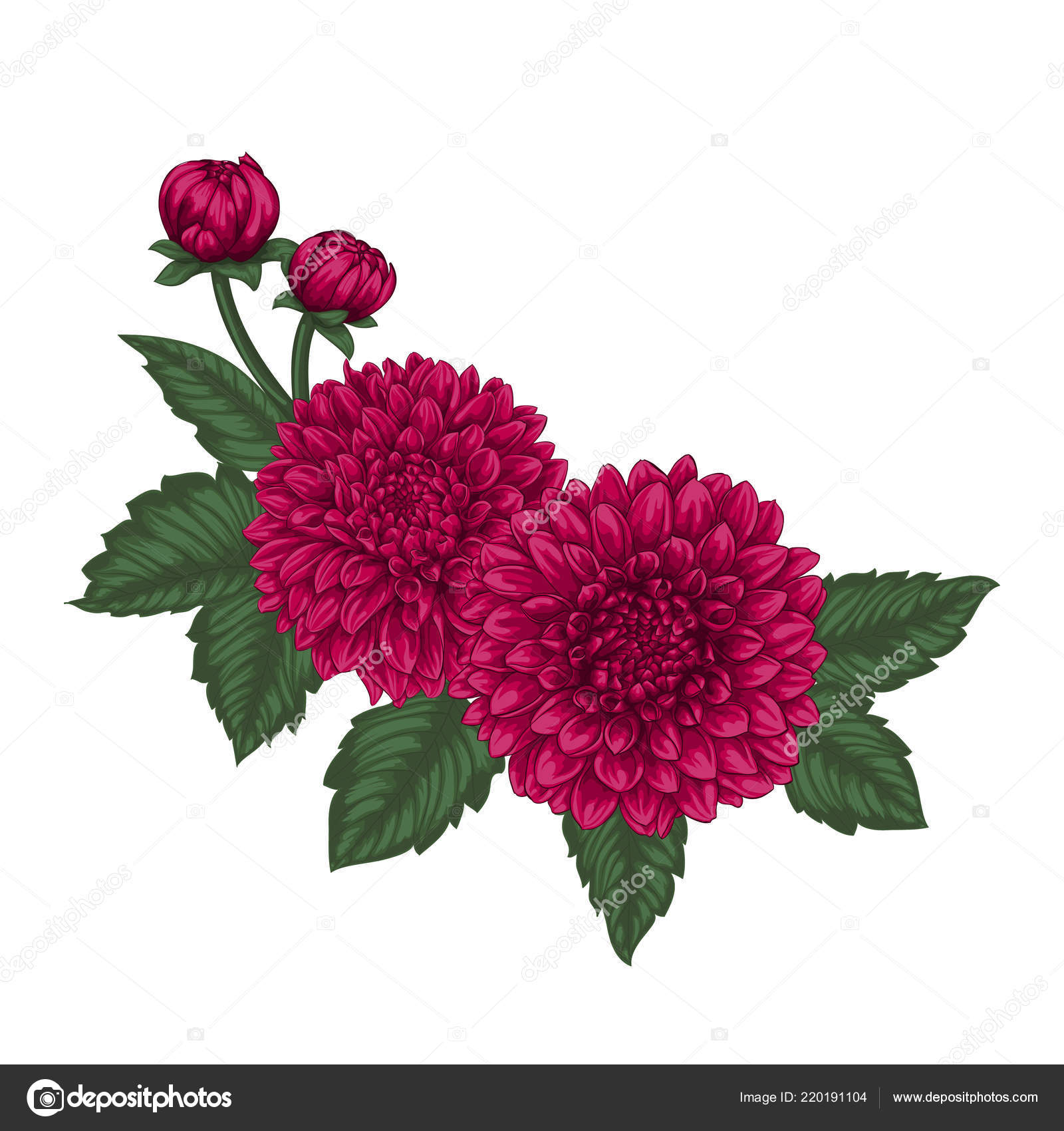Beautiful Bouquet Dahlias Effect Watercolor Drawing Isolated Background Design Greeting Vector Image By C Jane Hulinska Vector Stock 220191104