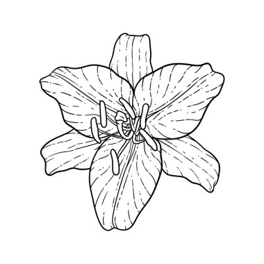 güzel tek renkli siyah ve beyaz buket zambak arka planda izole. Elle çizilmiş. tasarım tebrik kartı ve düğün, doğum günü, Sevgililer Günü, anneler günü ve diğer tatil davetiyesi