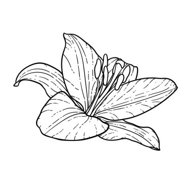 güzel tek renkli siyah ve beyaz buket zambak arka planda izole. Elle çizilmiş. tasarım tebrik kartı ve düğün, doğum günü, Sevgililer Günü, anneler günü ve diğer tatil davetiyesi