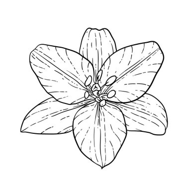 güzel tek renkli siyah ve beyaz buket zambak arka planda izole. Elle çizilmiş. tasarım tebrik kartı ve düğün, doğum günü, Sevgililer Günü, anneler günü ve diğer tatil davetiyesi