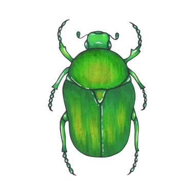 böcek bronz. Elle çizilmiş böcek illüstrasyon, ayrıntılı sanat. Beyaz arka planda yalıtılmış hata.