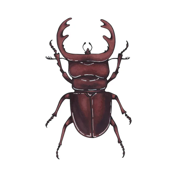 Cerf coléoptère. Illustration d'insectes dessinée à la main, art détaillé. bug isolé sur fond blanc . — Image vectorielle