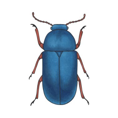 hata mavisi. Elle çizilmiş böcek illüstrasyon, ayrıntılı sanat. Beyaz arka planda yalıtılmış hata.