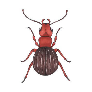 böcek kahverengi. Elle çizilmiş böcek illüstrasyon, ayrıntılı sanat. Beyaz arka planda yalıtılmış hata.