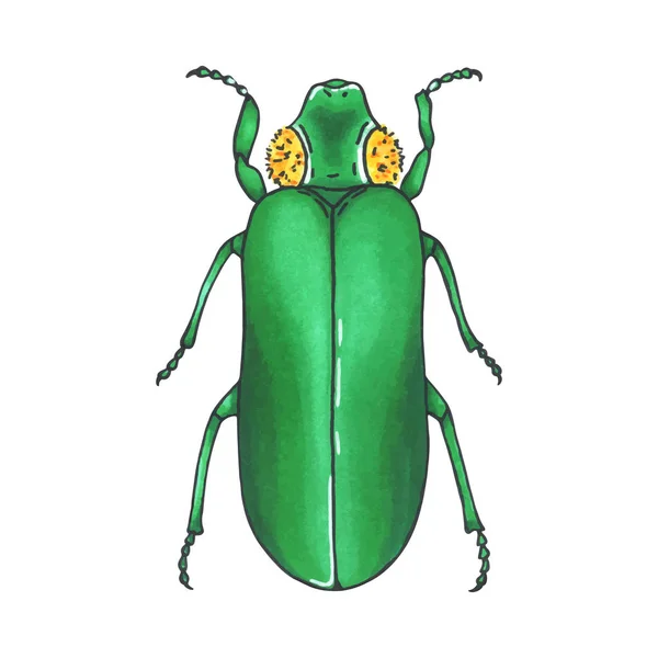 Bug green. Hand drawn insect illustration, detailed art. Isolated bug on white background. — Stock Vector