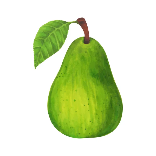 白い背景に隔離された現実的な緑の梨。ベクトルイラスト — ストックベクタ
