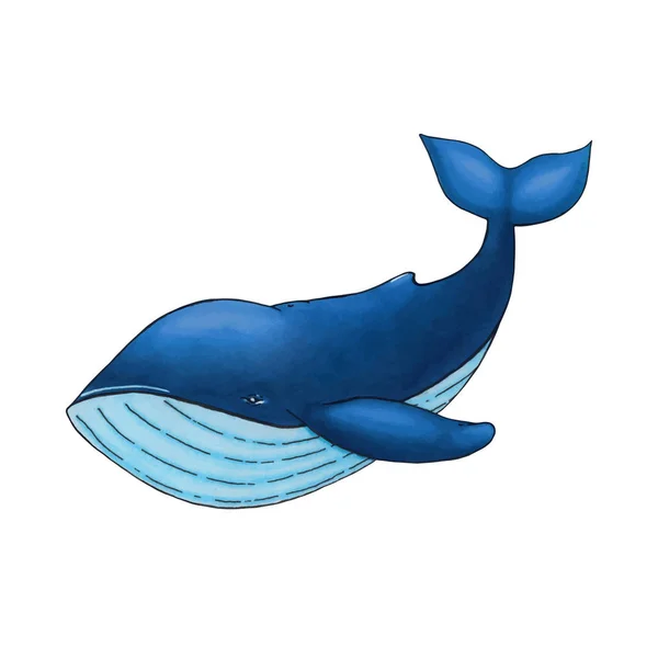 Vecteur mignon dessin animé baleine bleue isolé sur fond blanc — Image vectorielle