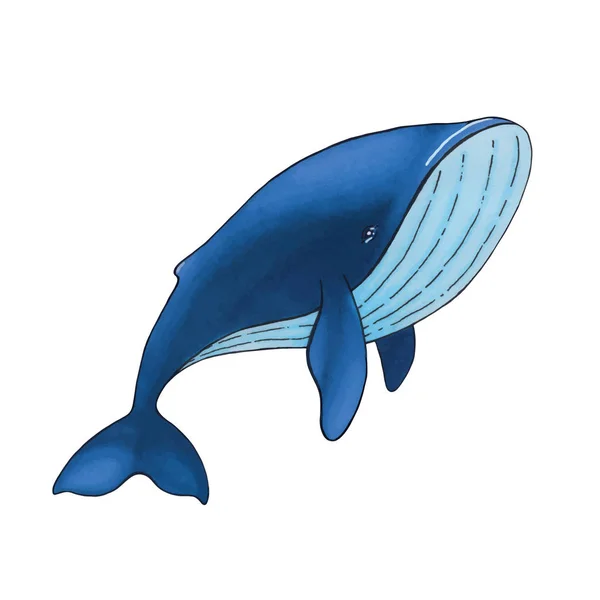 Vecteur mignon dessin animé baleine bleue isolé sur fond blanc — Image vectorielle