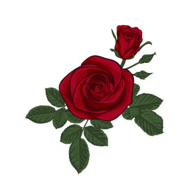 Kırmızı gülleri ve yaprakları olan güzel bir buket. Çiçek aranjmanı. Tasarım tebrik kartı ve düğün davetiyesi, doğum günü, sevgililer günü, anneler günü ve diğer tatiller.