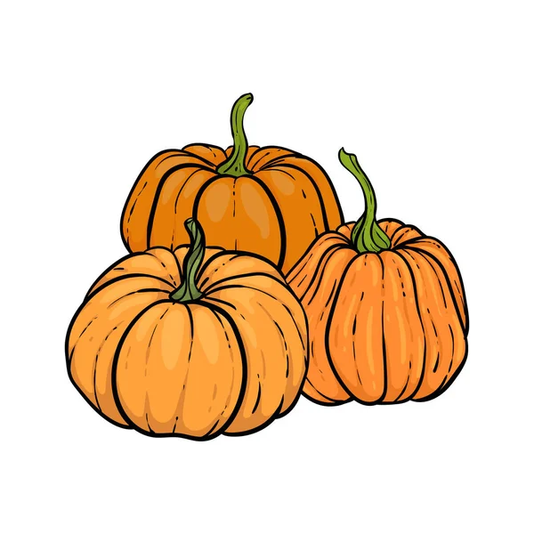 Decorative orange pumpkins. Hand drawn sketch vector autumn illustration. Thanksgiving Day, halloween Holiday background. Harvest — Stock Vector