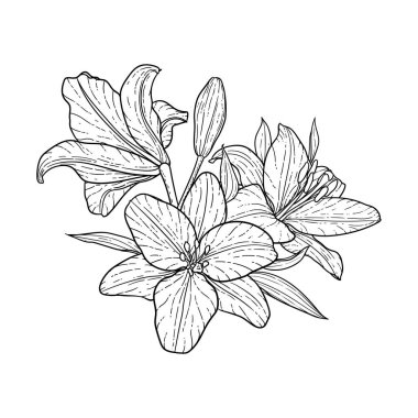 güzel tek renkli siyah ve beyaz buket zambak arka planda izole. Elle çizilmiş. tasarım tebrik kartı ve düğün, doğum günü, Sevgililer Günü, anneler günü ve diğer tatil davetiyesi