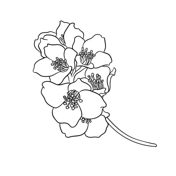 Branche Noir Blanc Fleur Jasmin Contour Isolé Sur Fond Tracer — Image vectorielle