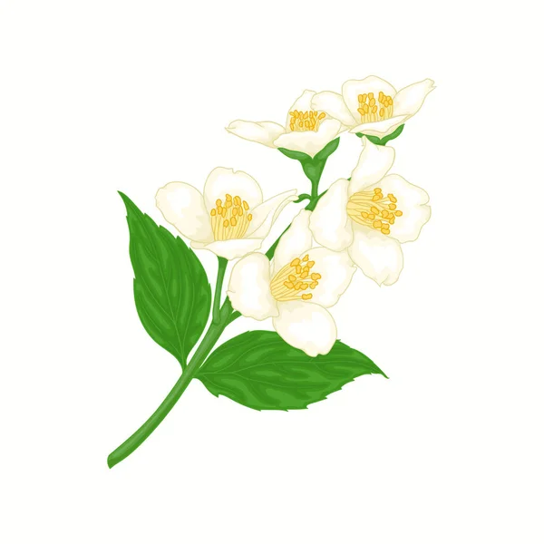 Krásná Větev Květ Jasmín Karikatura Akvarel Styl Izolovaný Bílém Pozadí — Stockový vektor