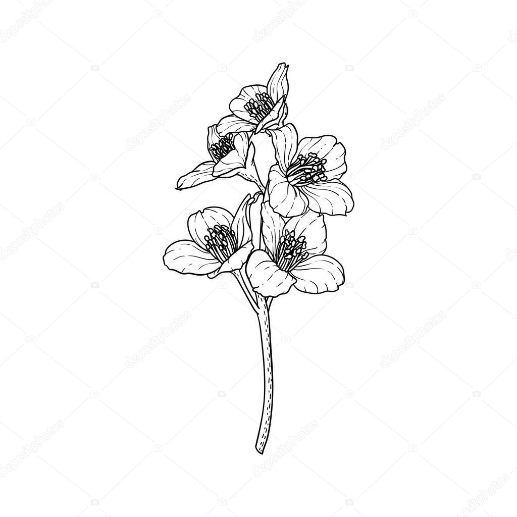 black and white branch flower jasmine outline isolated on background. Hand-draw contour line and strokes branch flowers. Design element for greeting card and invitation.