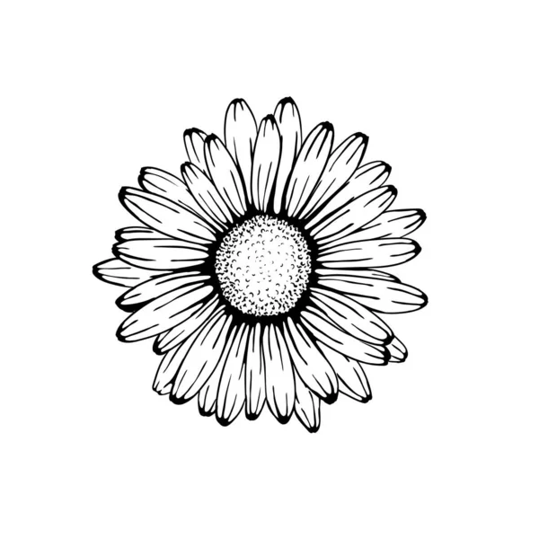 Krásný Monochrom Černá Bílá Sedmikráska Květiny Izolované Pro Blahopřání Pozvánky — Stockový vektor