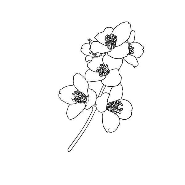 black and white branch flower jasmine outline isolated on background. Hand-draw contour line and strokes branch flowers. Design element for greeting card and invitation.