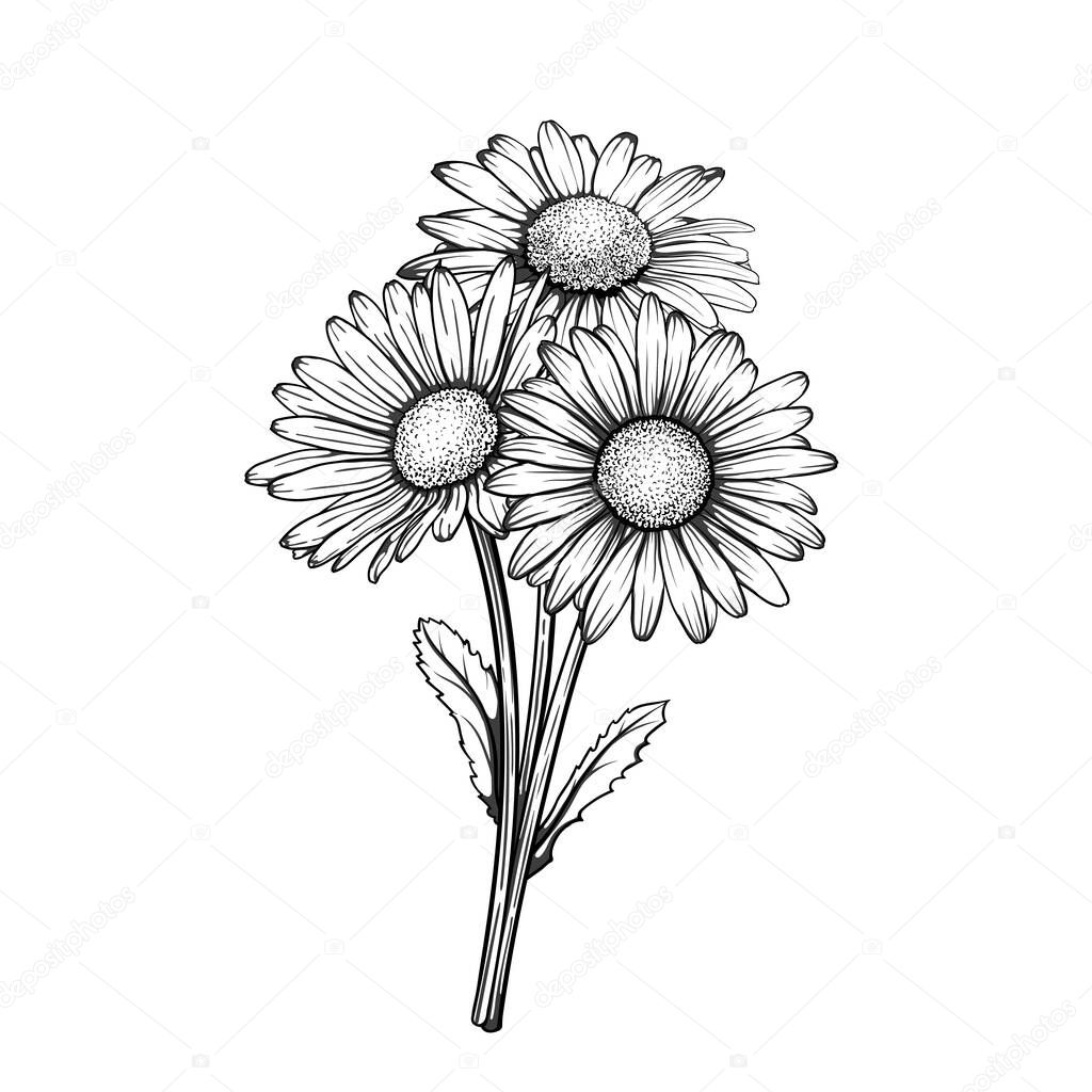 beautiful monochrome, black and white daisy bouquet flowers isolated. for greeting cards and invitations of the wedding, birthday, Valentine's Day, mother's day and other seasonal holiday,
