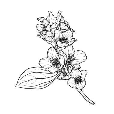 Siyah ve beyaz dallı yasemin çiçeği arka planda izole edilmiş. El çizimi çizgi ve çiçekleri okşama. Tebrik kartı ve davet için tasarım ögesi.
