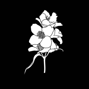 Siyah ve beyaz dallı yasemin çiçeği arka planda izole edilmiş. El çizimi çizgi ve çiçekleri okşama. Tebrik kartı ve davet için tasarım ögesi.