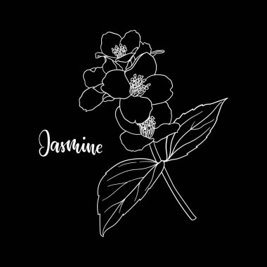 Yasemin çiçeğinin siyah ve beyaz dalları arka planda yasemin kelimesiyle izole edilmiştir. El çizimi çizgi ve çiçekleri okşama. Tebrik kartı ve davet için tasarım ögesi.
