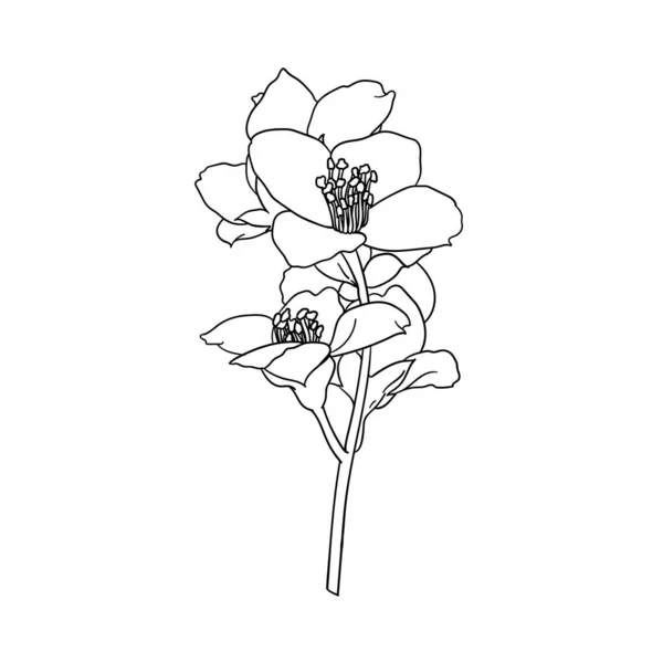 Branche Noir Blanc Fleur Jasmin Contour Isolé Sur Fond Tracer — Image vectorielle