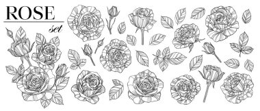 Gül çiçekleri, tomurcuklar ve yaprak koleksiyonu, klip sanatları. Güzel tek renkli, siyah beyaz gül seti izole edilmiş. Tebrik kartı, kartpostal ve davetiyeler için.