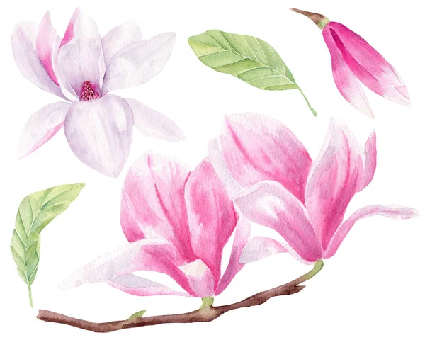 Magnolia flor mão desenhada aquarela raster ilustrações conjunto — Fotografia de Stock