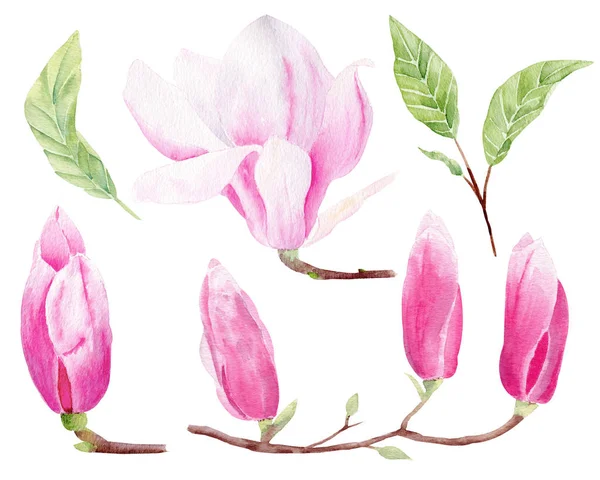 Magnolia botões fechados desenhados à mão aquarela raster ilustrações conjunto — Fotografia de Stock