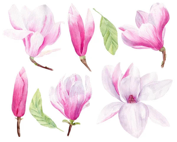 Kwitnące Magnolia ręcznie rysowane akwarela ilustracje rastrowe zestaw — Zdjęcie stockowe