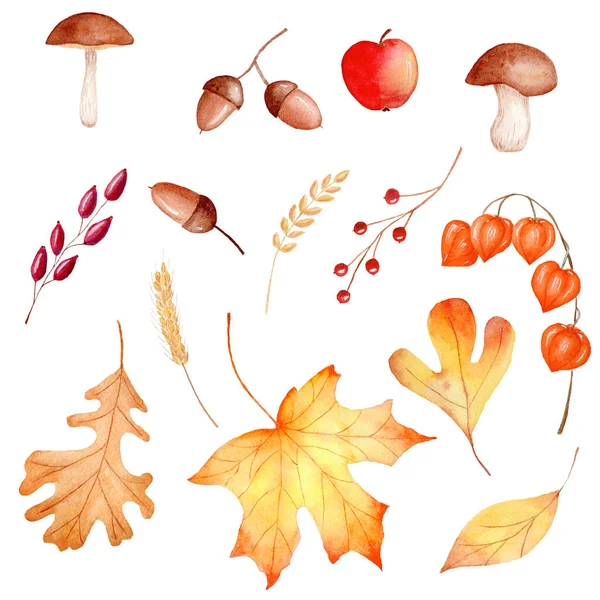 Autumn season forest flora watercolor raster illustrations set — Stock Photo, Image