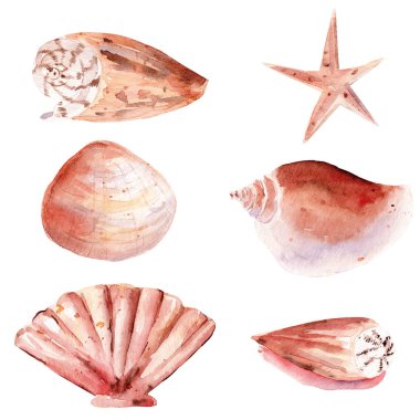 Seashells el çizilmiş suluboya raster illüstrasyon seti
