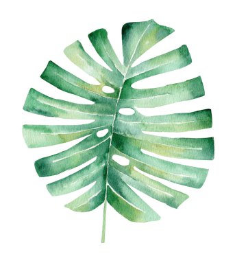 Palmiye ağacı yaprak el çizilmiş suluboya raster illüstrasyon