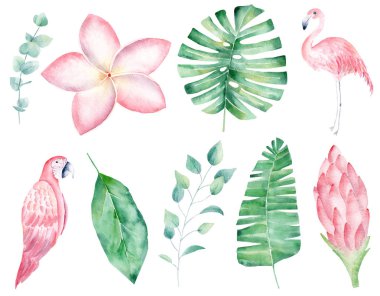 Yağmur ormanları doğa el çizilmiş suluboya raster illüstrasyon seti