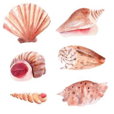 Seashells el çizilmiş suluboya raster illüstrasyon seti