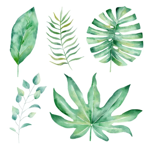 Set illustrazione raster acquerello disegnato a mano foglie tropicali — Foto Stock