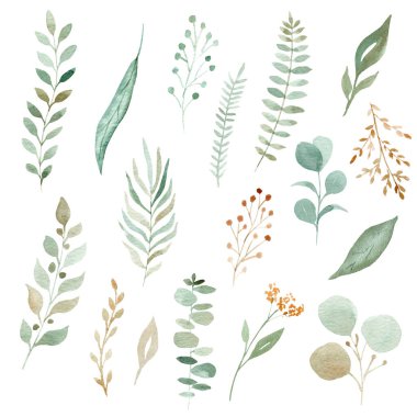 Suluboya yeşillik yaprakları ve dallar. El çizimi resimleme beyaz arkaplanda izole edildi.