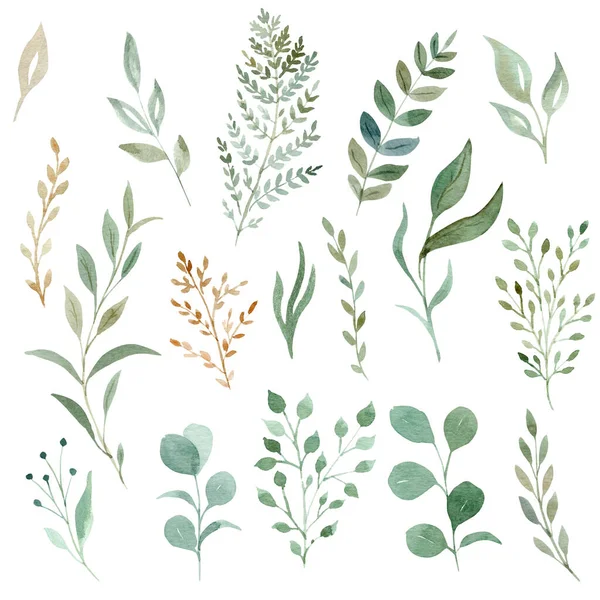 Watercolor eucalyptus and greenery leaves clipart set. Hand drawn illustration. — Stock Photo, Image