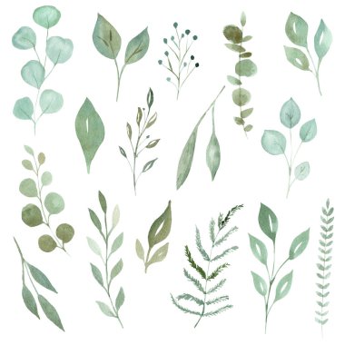 Suluboya yeşillik yaprakları ve dallar. El çizimi resimleme beyaz arkaplanda izole edildi.