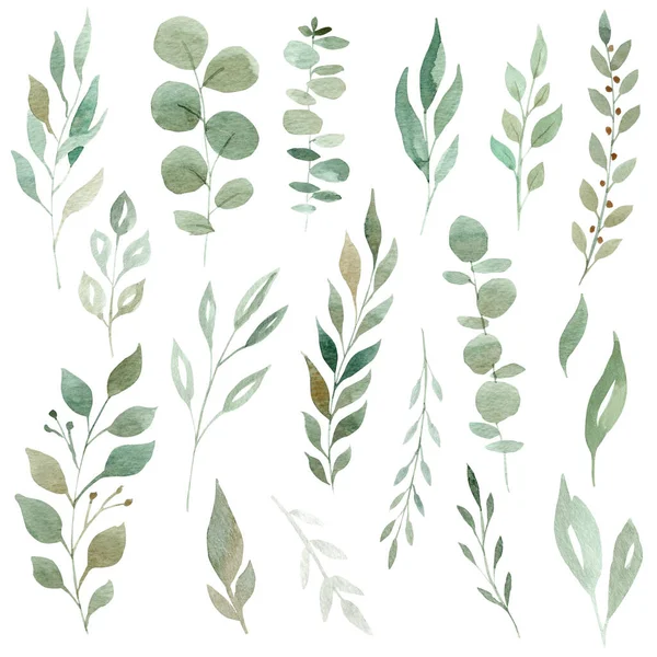 Ručně malované akvarel eukalyptu a zeleně listy izolované na bílém pozadí. Klient nastaven. — Stock fotografie