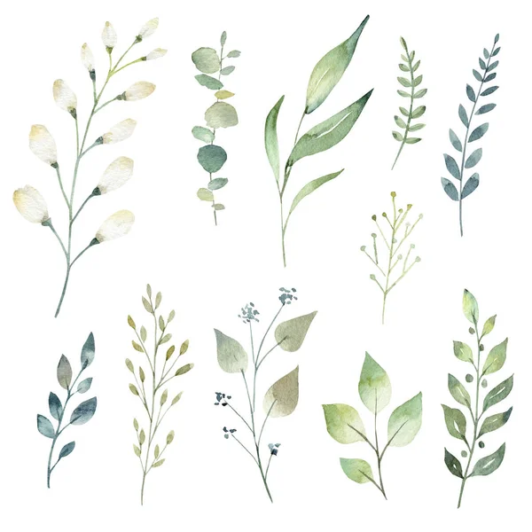 Коллекция зеленых листьев и ветвей акварели. Ручной рисунок на белом фоне. — стоковое фото
