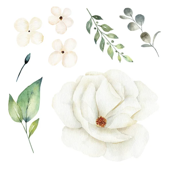 Flor branca e folhas de vegetação clipart set. Ilustração desenhada à mão aquarela . — Fotografia de Stock