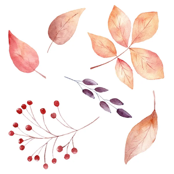 분홍빛 낙엽과 열매들은 흰 바탕에 따로 떨어져 있다. 초대장을 위한 가을 부분. — 스톡 사진