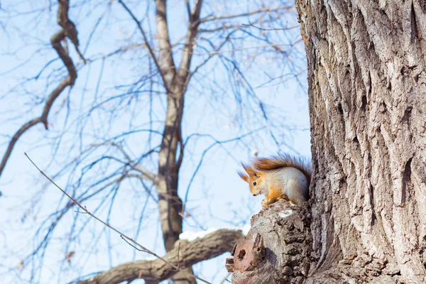 Live squirrel sits on a tree branch in a winter forest against a sky background